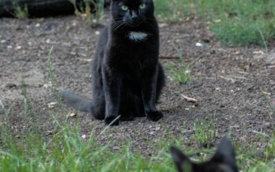 « Distance critique et Distance de fuite »                    Comment réagir en face d’un chat qui feule ?