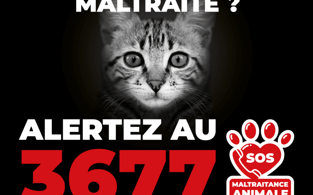 Témoin de maltraitance animale ?                                        Voici ce que vous devez faire !