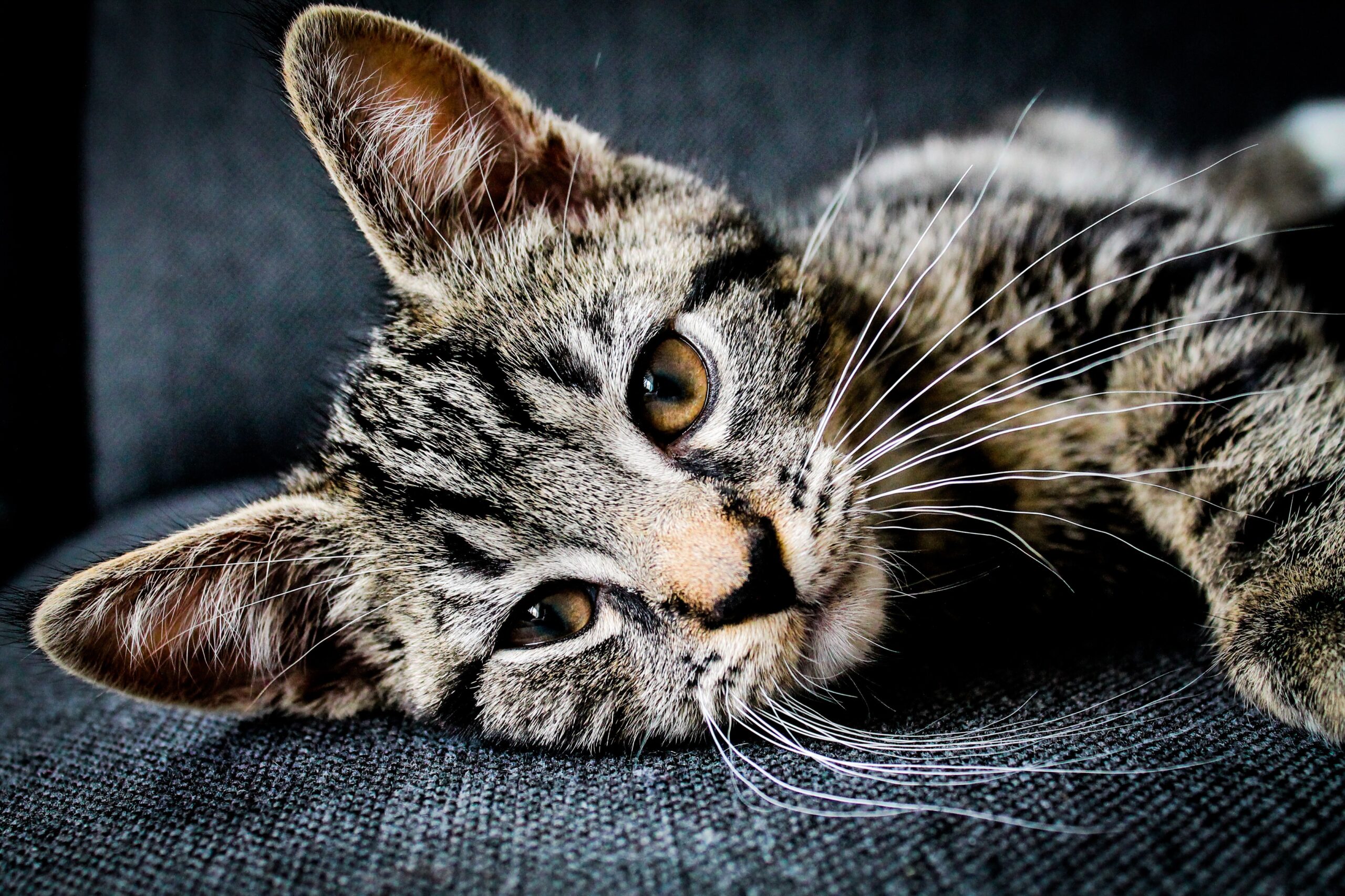 Chaton Tabby Psy Cat Comportementaliste félin Nice Monaco Alpes Maritimes 06