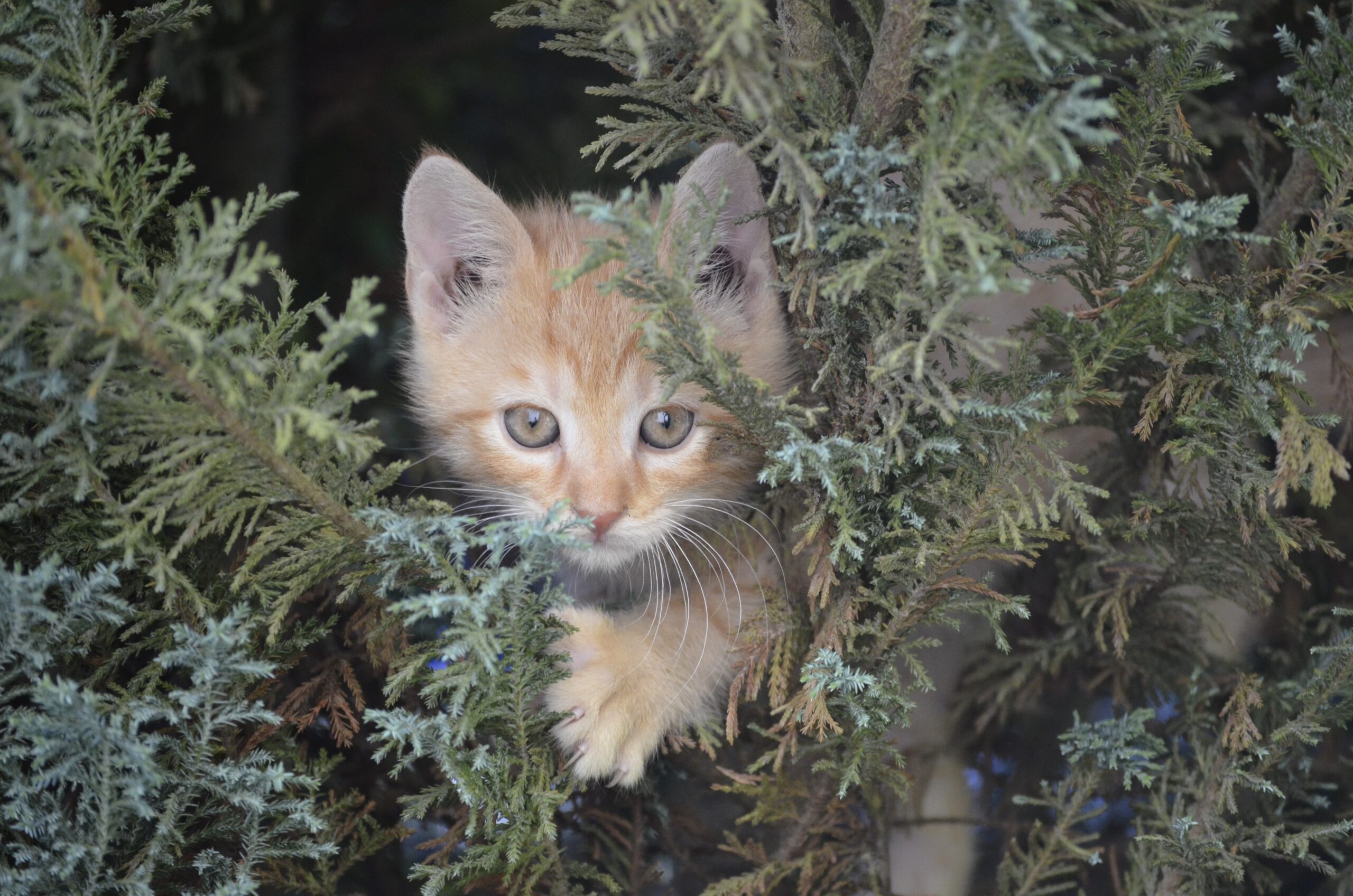 Chaton Psy Cat Comportementaliste félin Nice Monaco 06 83