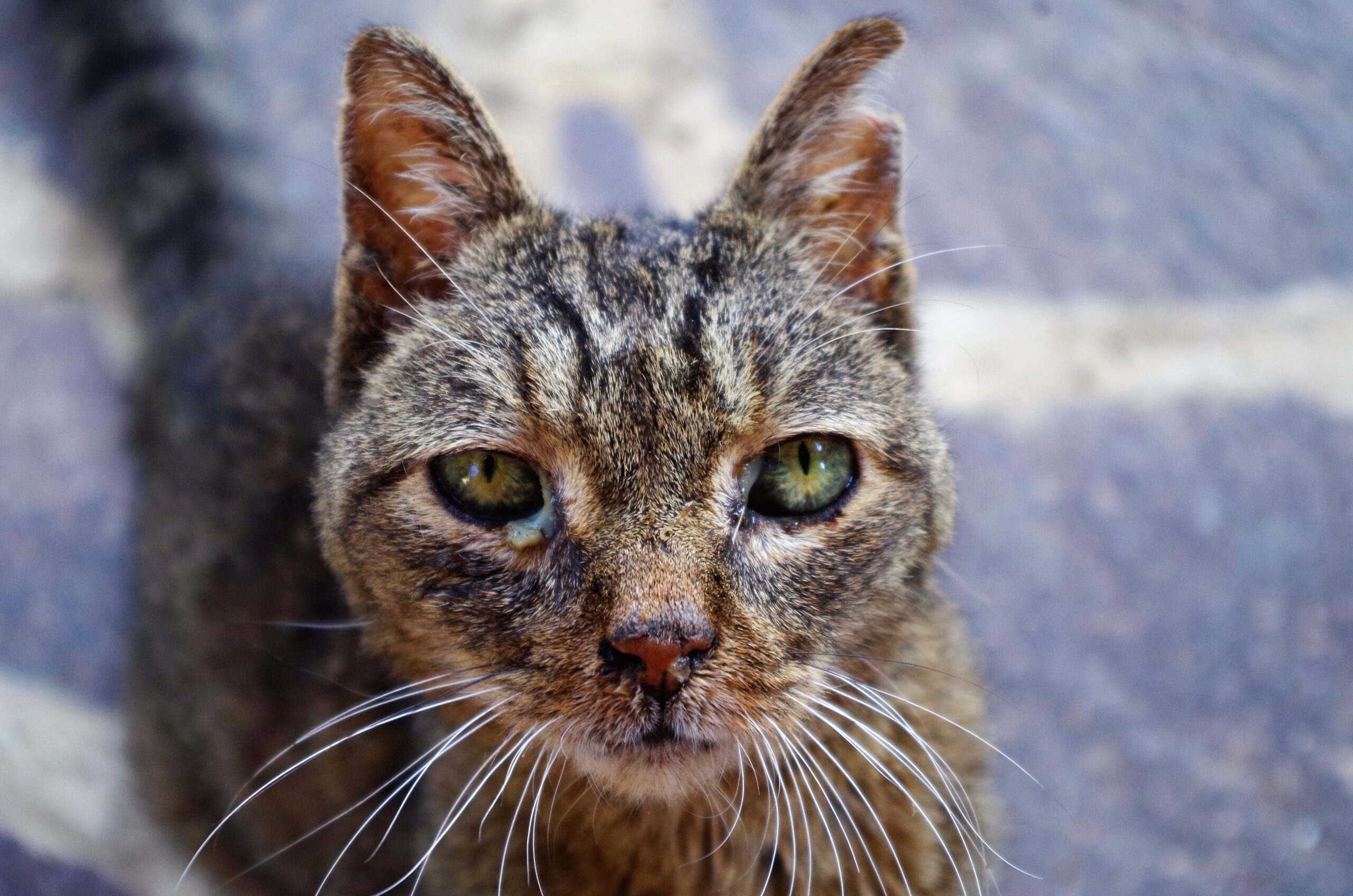 Psy Cat Comportementaliste félin Nice Monaco Alpes Maritimes Var