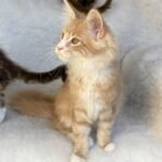 Psy Cat Comportementaliste Félin Nice Monaco Alpes Maritimes 06 Var 83