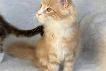 Psy Cat Comportementaliste Félin Nice Monaco Alpes Maritimes 06 Var 83