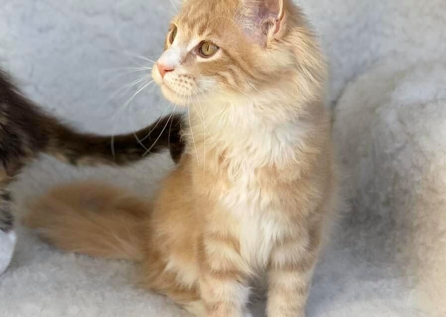 Psy Cat Comportementaliste Félin Nice Monaco Alpes Maritimes 06 Var 83