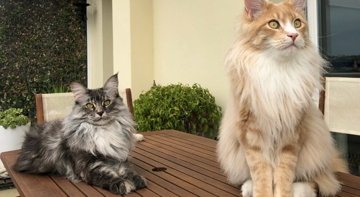 Perle et Phénix Psy Cat Comportementaliste félin Nice Monaco Alpes Maritimes Var