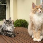 Perle et Phénix Psy Cat Comportementaliste félin Nice Monaco Alpes Maritimes Var