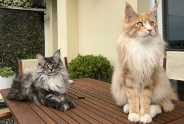 Perle et Phénix Psy Cat Comportementaliste félin Nice Monaco Alpes Maritimes Var