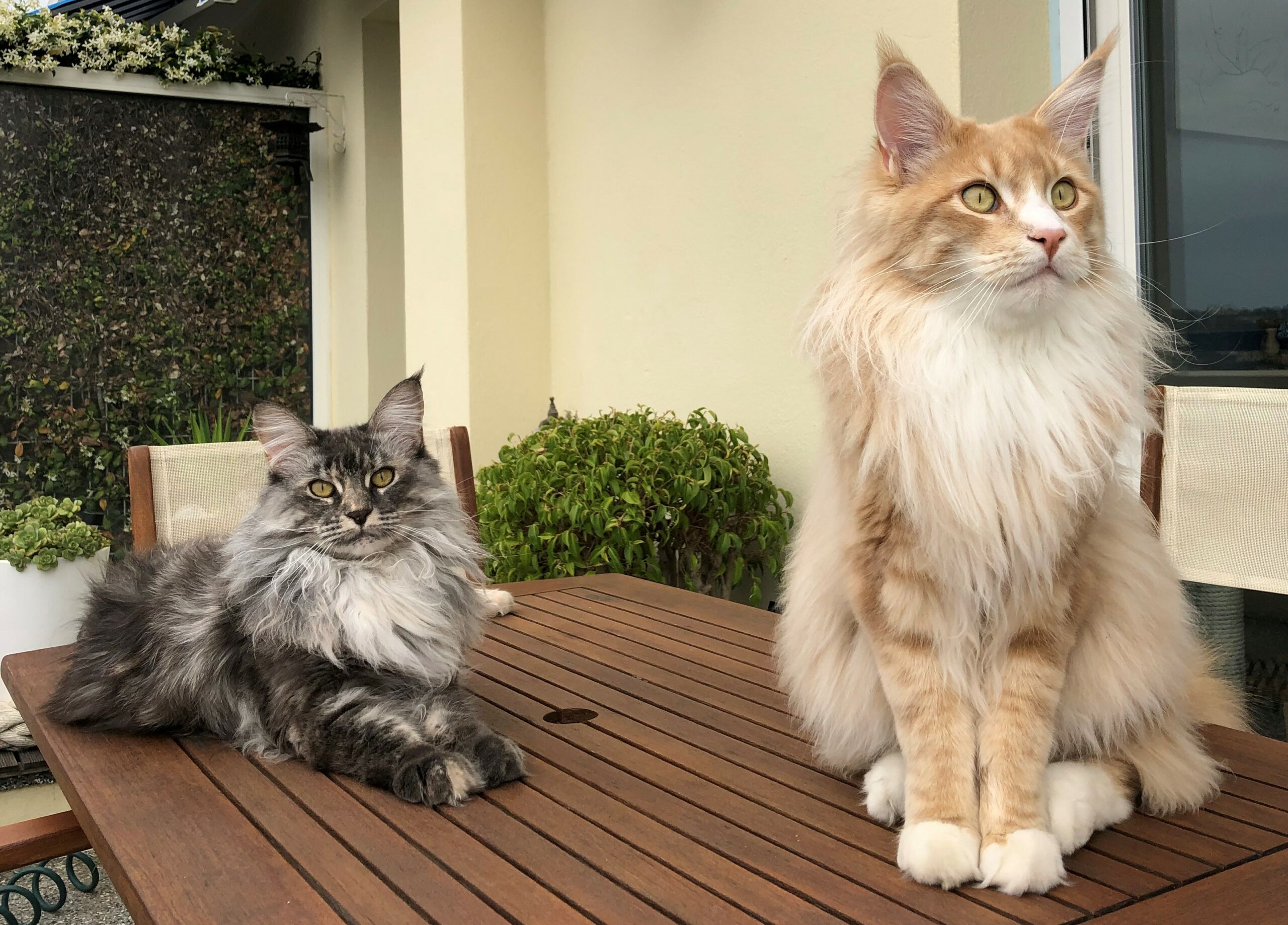 Perle et Phénix Psy Cat Comportementaliste félin Nice Monaco Alpes Maritimes Var
