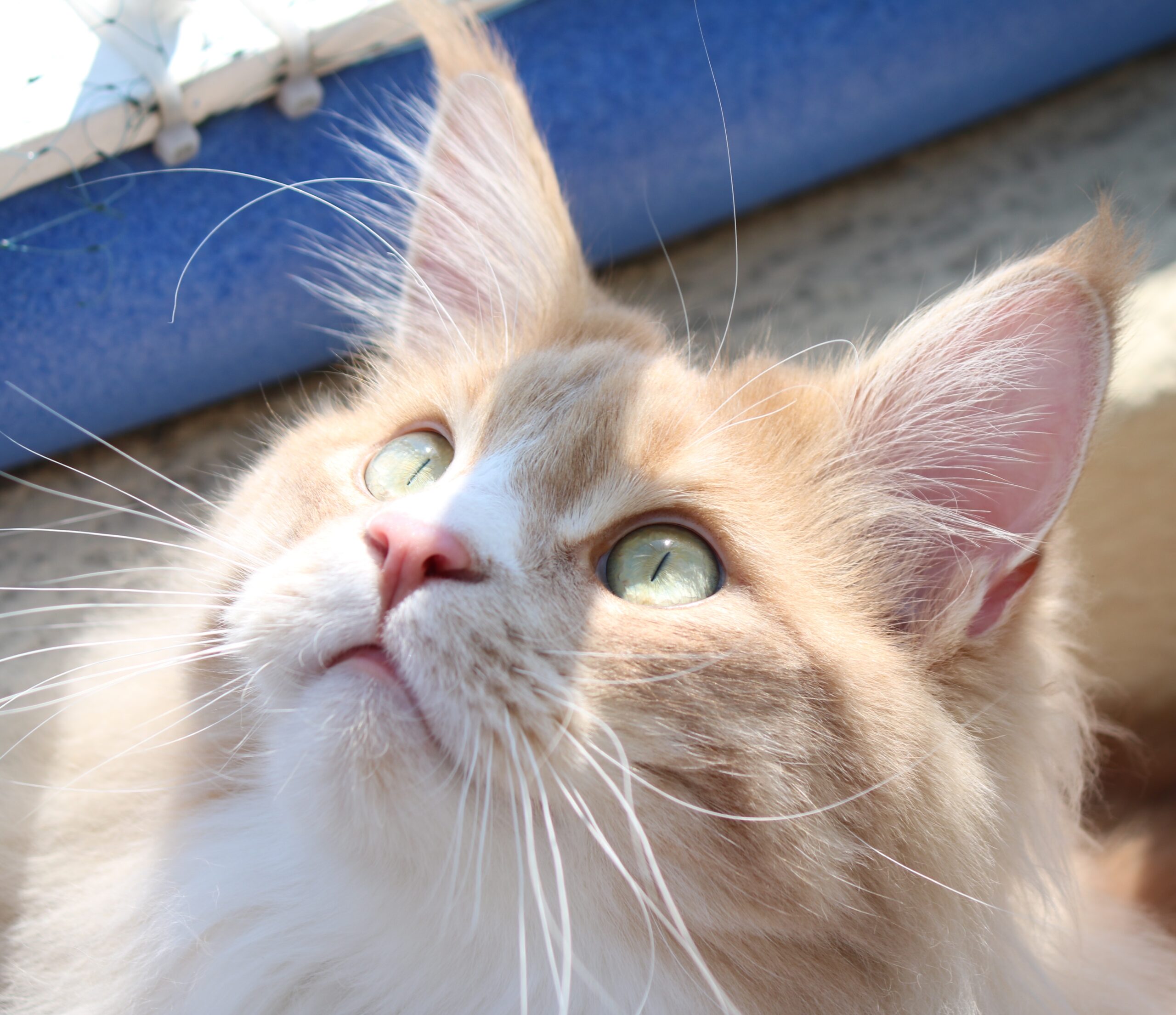 Psy Cat Comportementaliste Félin Nice Monaco Alpes Maritimes Phénix Les Yeux 