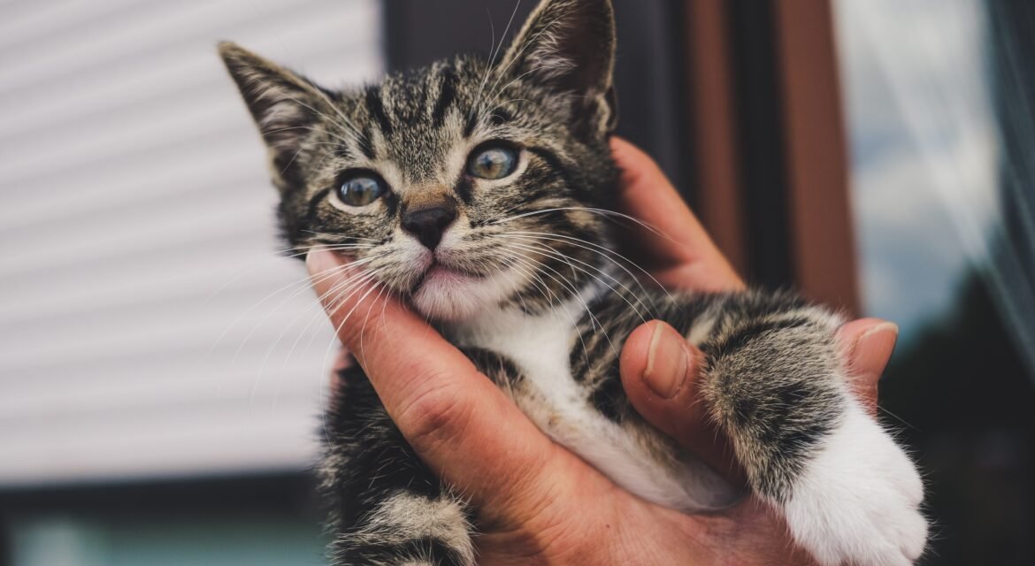 Psy Cat Comportementaliste Félin Nice Monaco Alpes Maritimes 06 Var 83