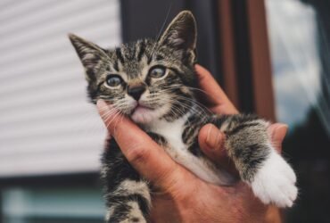 Psy Cat Comportementaliste Félin Nice Monaco Alpes Maritimes 06 Var 83
