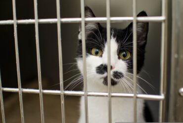 psy cat comportementaliste félin Nice Monaco Alpes Maritimes