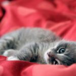 chaton psy cat comportementaliste félin Nice Monaco Alpes Maritimes