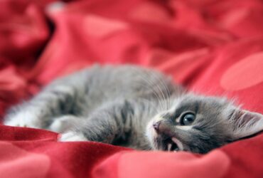 chaton psy cat comportementaliste félin Nice Monaco Alpes Maritimes