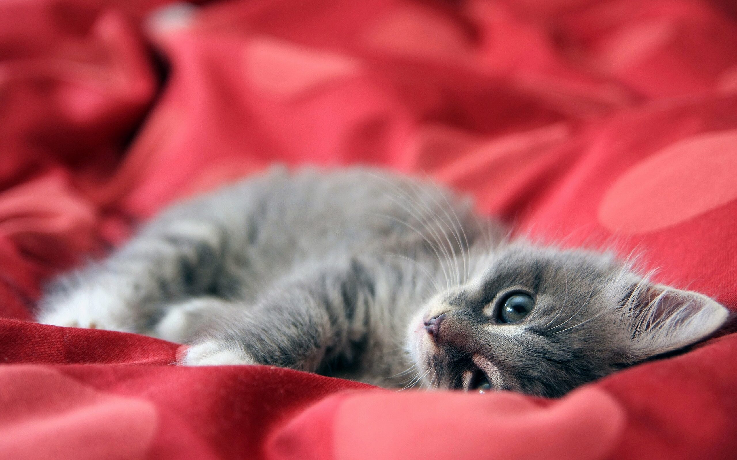 chaton psy cat comportementaliste félin Nice Monaco Alpes Maritimes