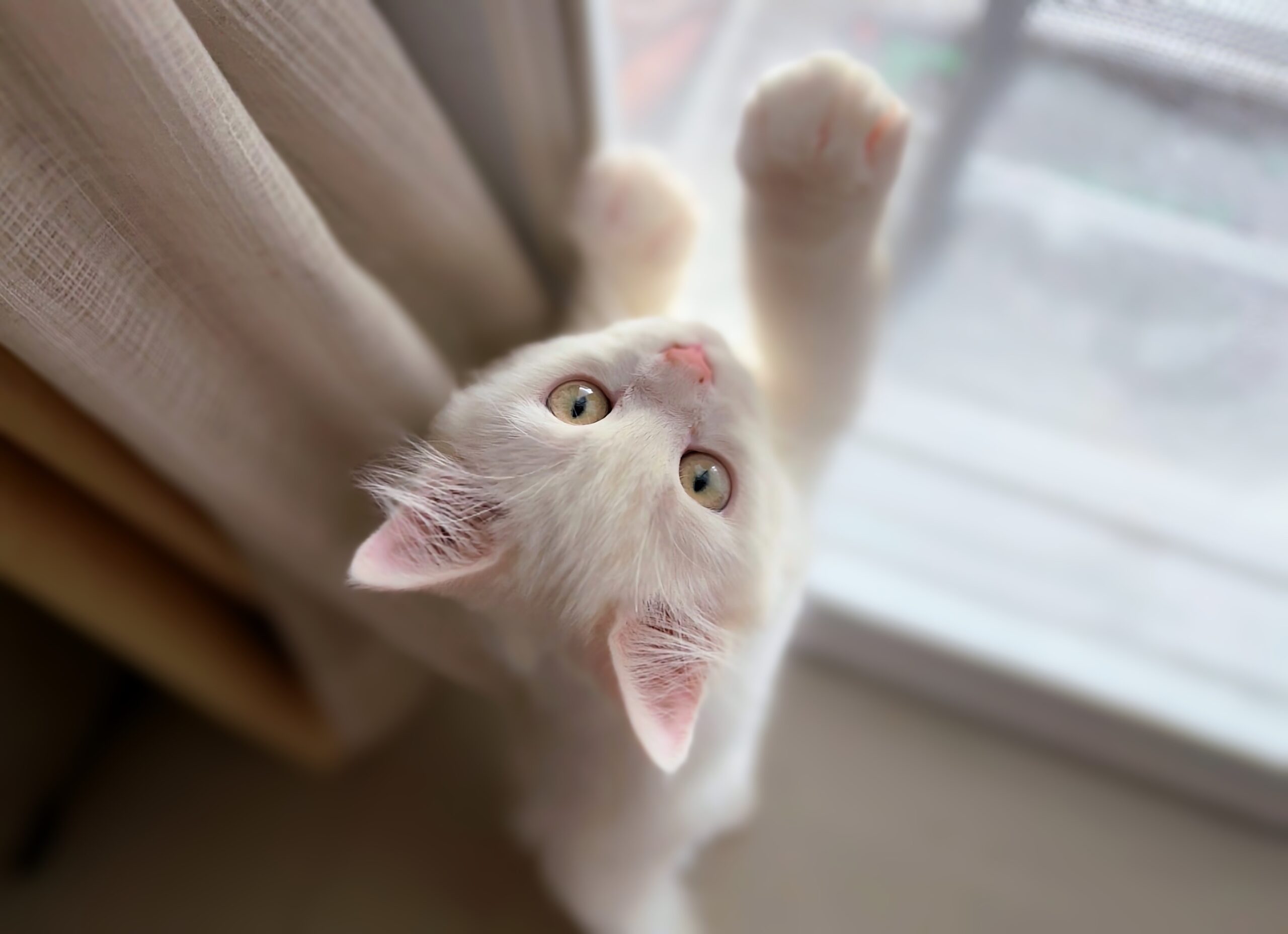 Psy Cat Chaton Comportementaliste félin Nice Monaco