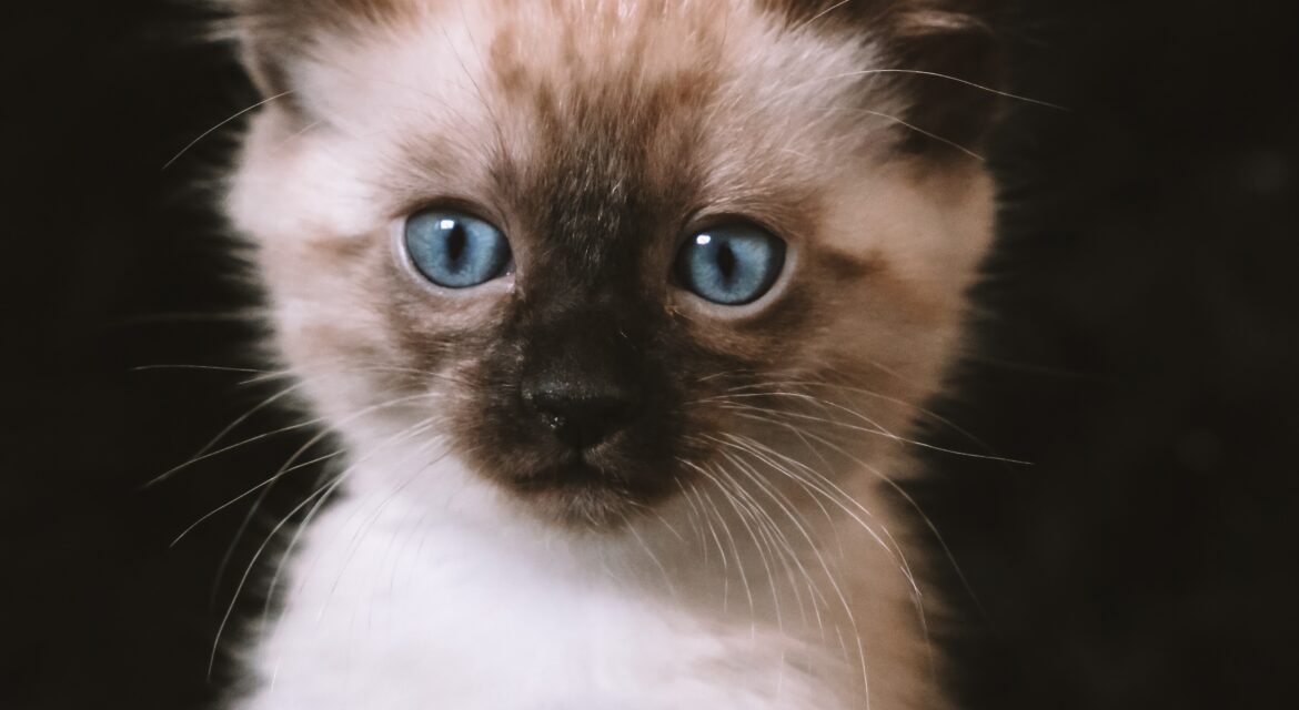 Psy Cat Comportementaliste félin Nice Monaco Alpes Maritimes