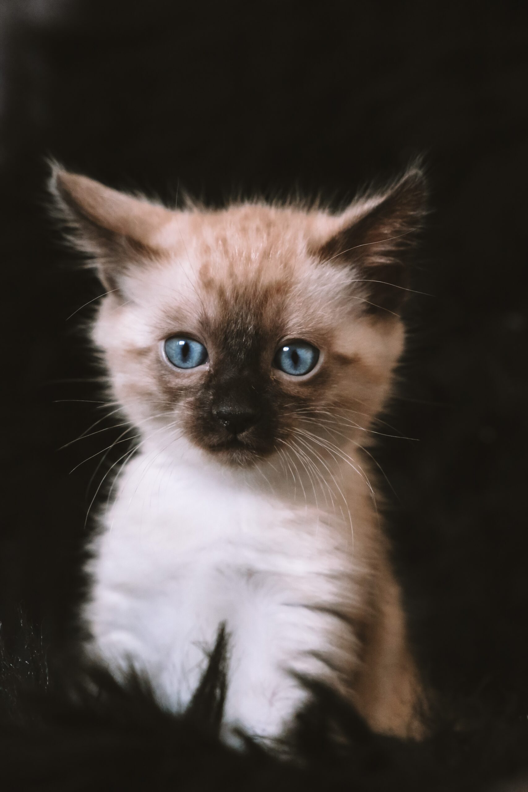 Psy Cat Comportementaliste félin Nice Monaco Alpes Maritimes