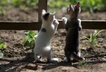 2 chatons Décret du 18 juillet 2022 Psy Cat Comportementaliste félin Nice Alpes Maritimes