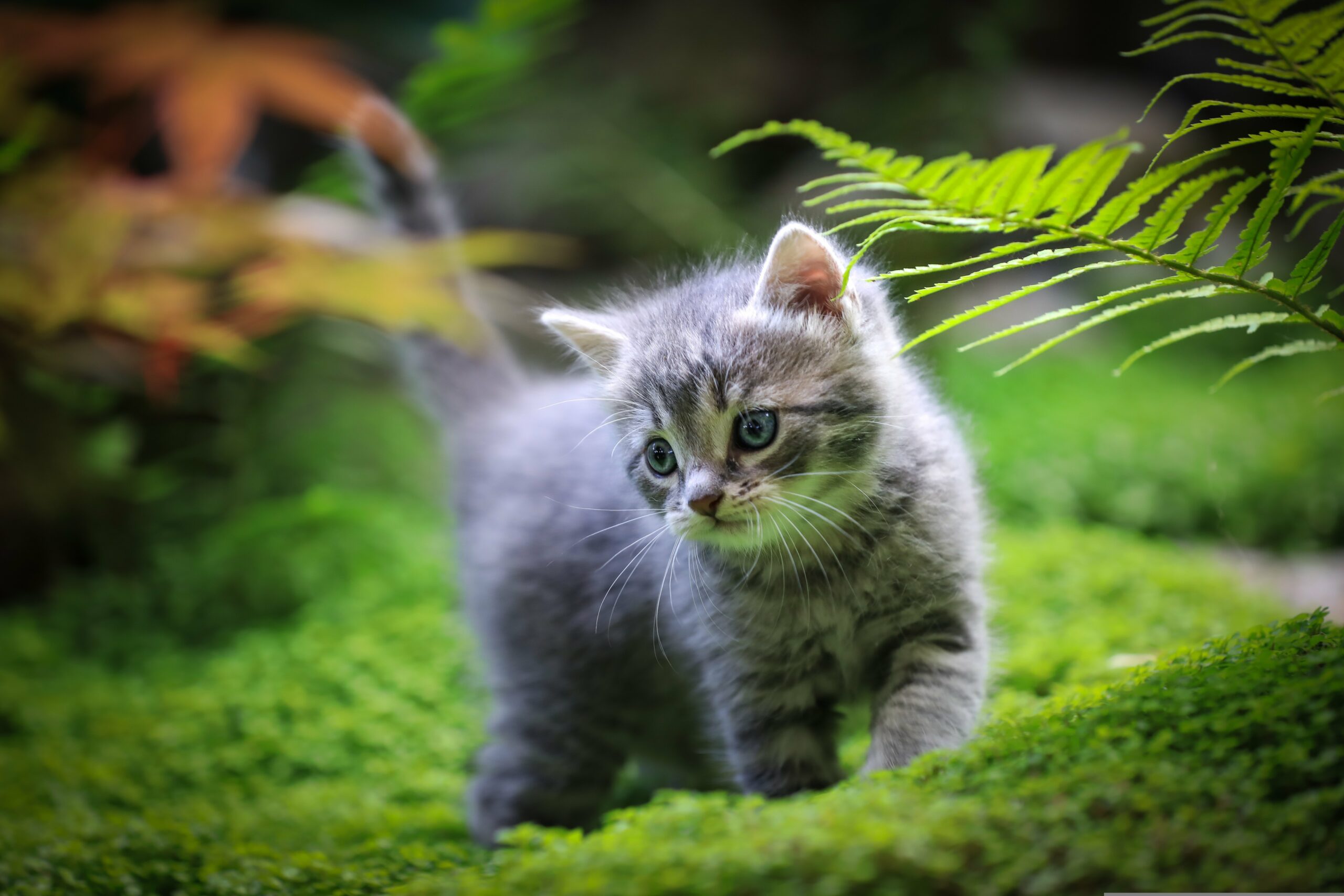 Chaton Psy Cat Comportementaliste Félin Nice Monaco 