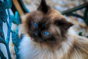 Sacré de Birmanie Psy Cat Comportementaliste Félin Nice Monaco 