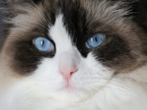 Ragdoll Psy Cat Comportementaliste Félin Nice Monaco 