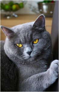 British Shorhair Psy Cat Comportementaliste Félin Nice Monaco 