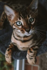 Bengal Psy Cat Comportementaliste Félin Nice Monaco 