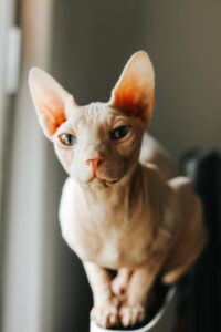 Sphynx Psy Cat Comportementaliste Félin Nice Monaco 