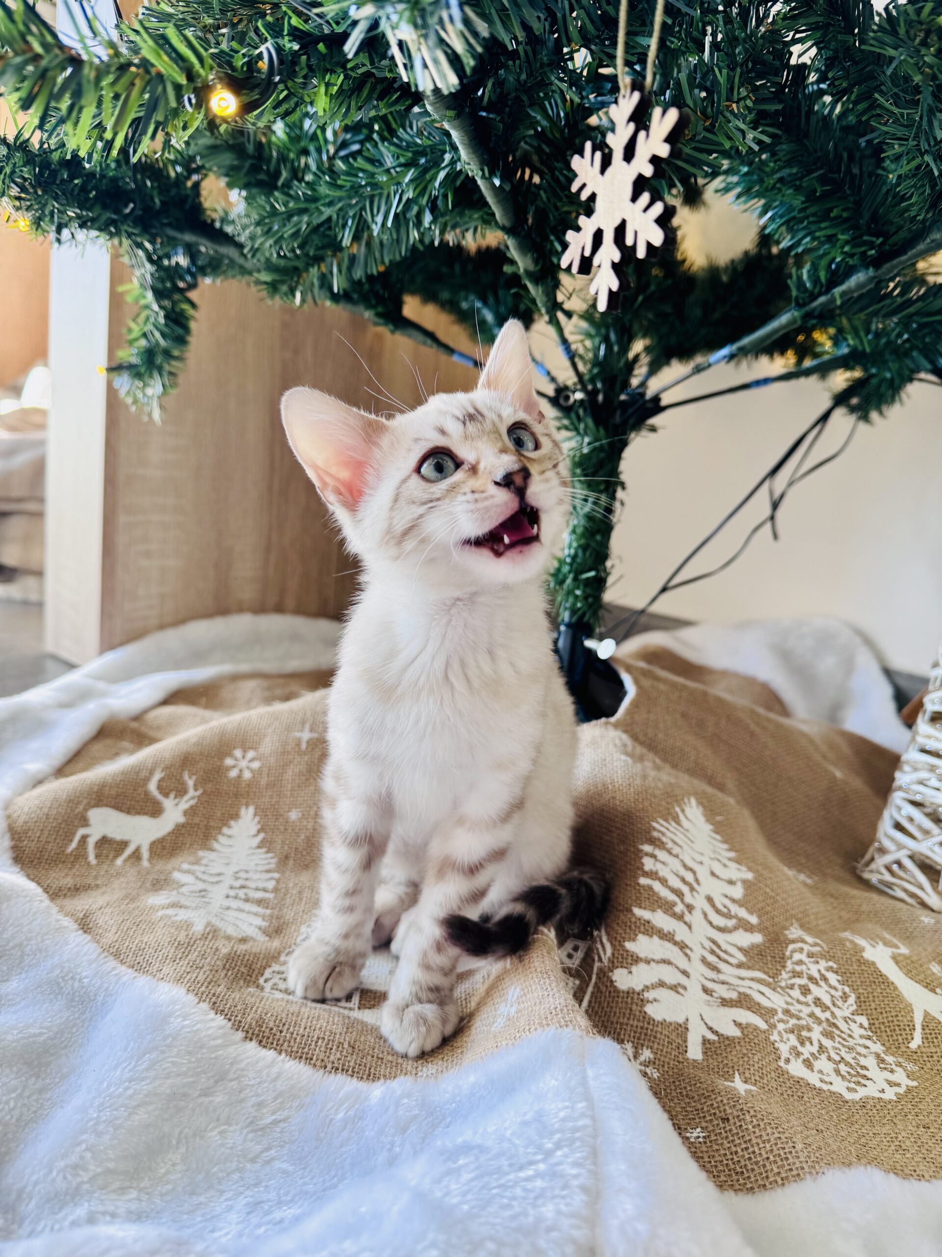 Psy Cat Comportementaliste Félin Nice Monaco Bengal Snow
