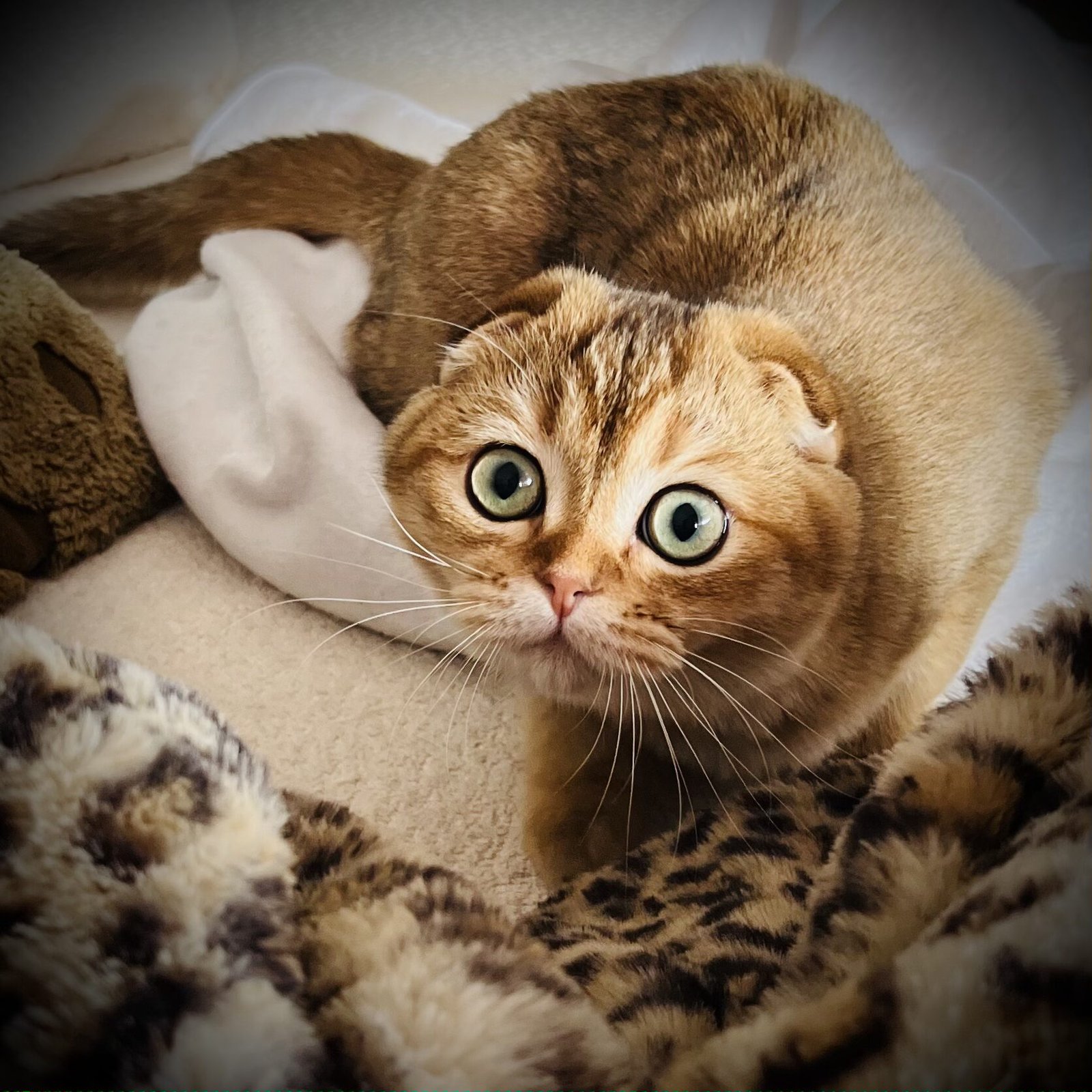 Psy Cat Comportementaliste Félin Nice Monaco Alpes Maritimes