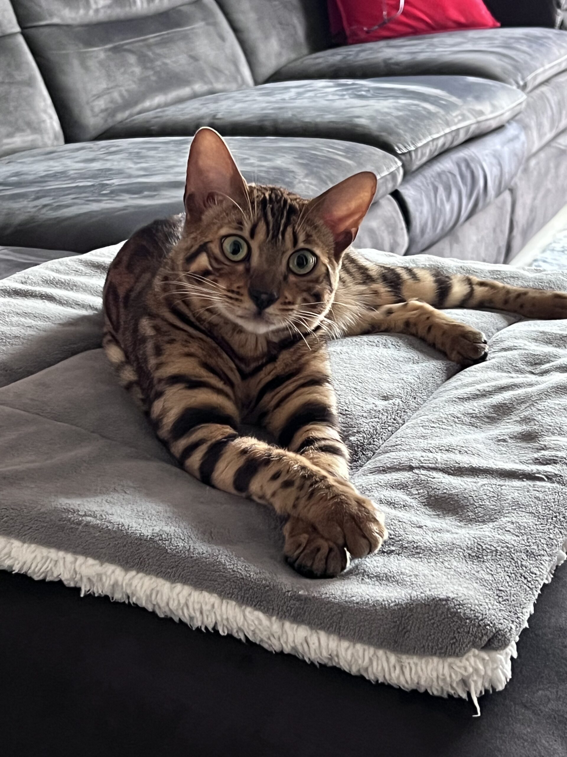 Psy Cat Comportementaliste félin Chaton Bengal