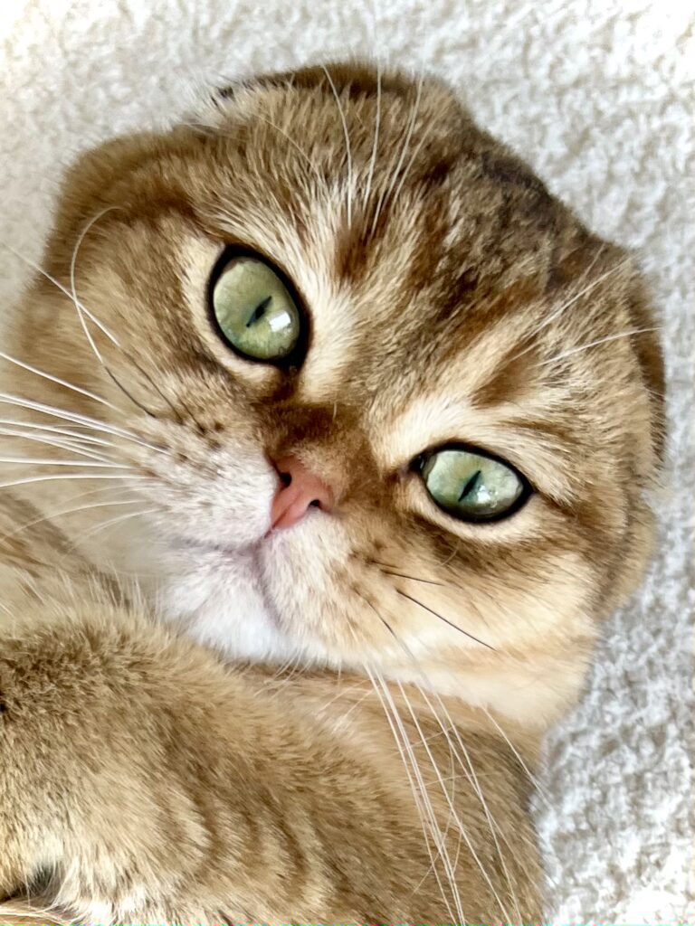 Psy Cat Comportementaliste Félin Nice Monaco Alpes Maritimes