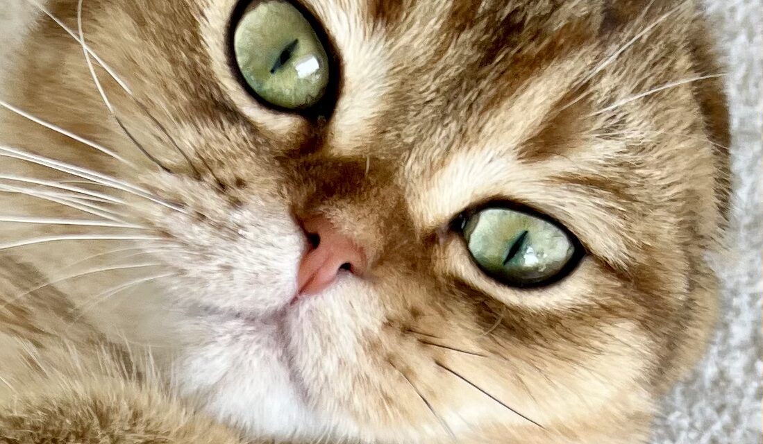 Psy Cat Comportementaliste Félin Nice Monaco Alpes Maritimes