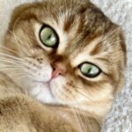 Psy Cat Comportementaliste Félin Nice Monaco Alpes Maritimes