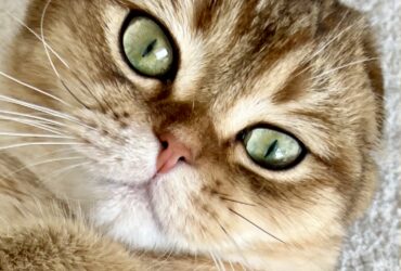 Psy Cat Comportementaliste Félin Nice Monaco Alpes Maritimes