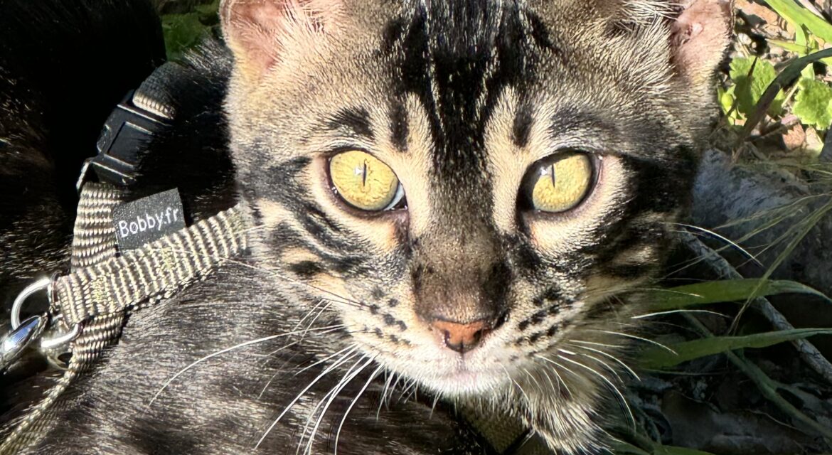 Psy Cat comportementaliste félin Nice Monaco Alpes Maritimes