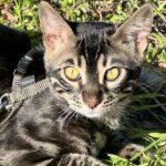 Psy Cat comportementaliste félin Nice Monaco Alpes Maritimes