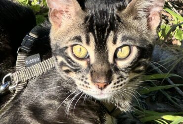 Psy Cat comportementaliste félin Nice Monaco Alpes Maritimes