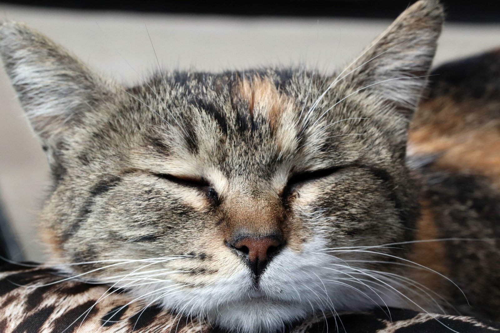 Psy Cat Comportementaliste Félin Nice Monaco Alpes Maritimes