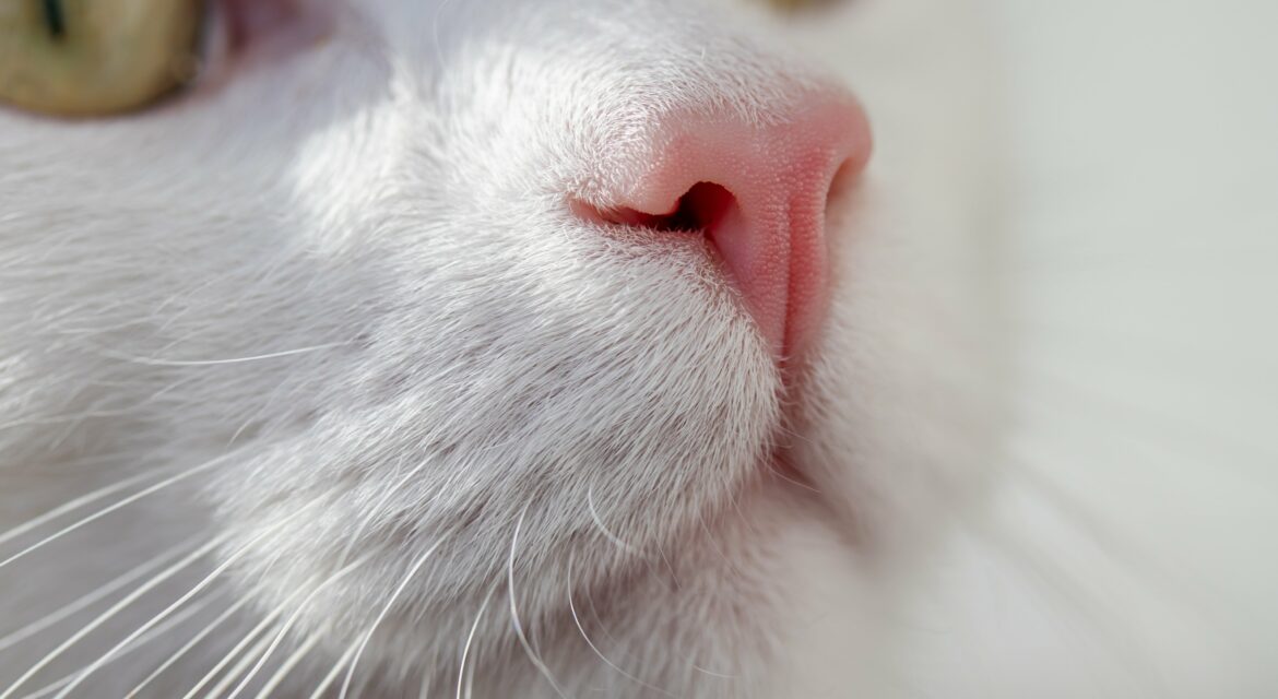 Psy Cat Comportementaliste Félin Nice Monaco Alpes Maritimes
