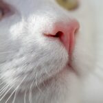 Psy Cat Comportementaliste Félin Nice Monaco Alpes Maritimes