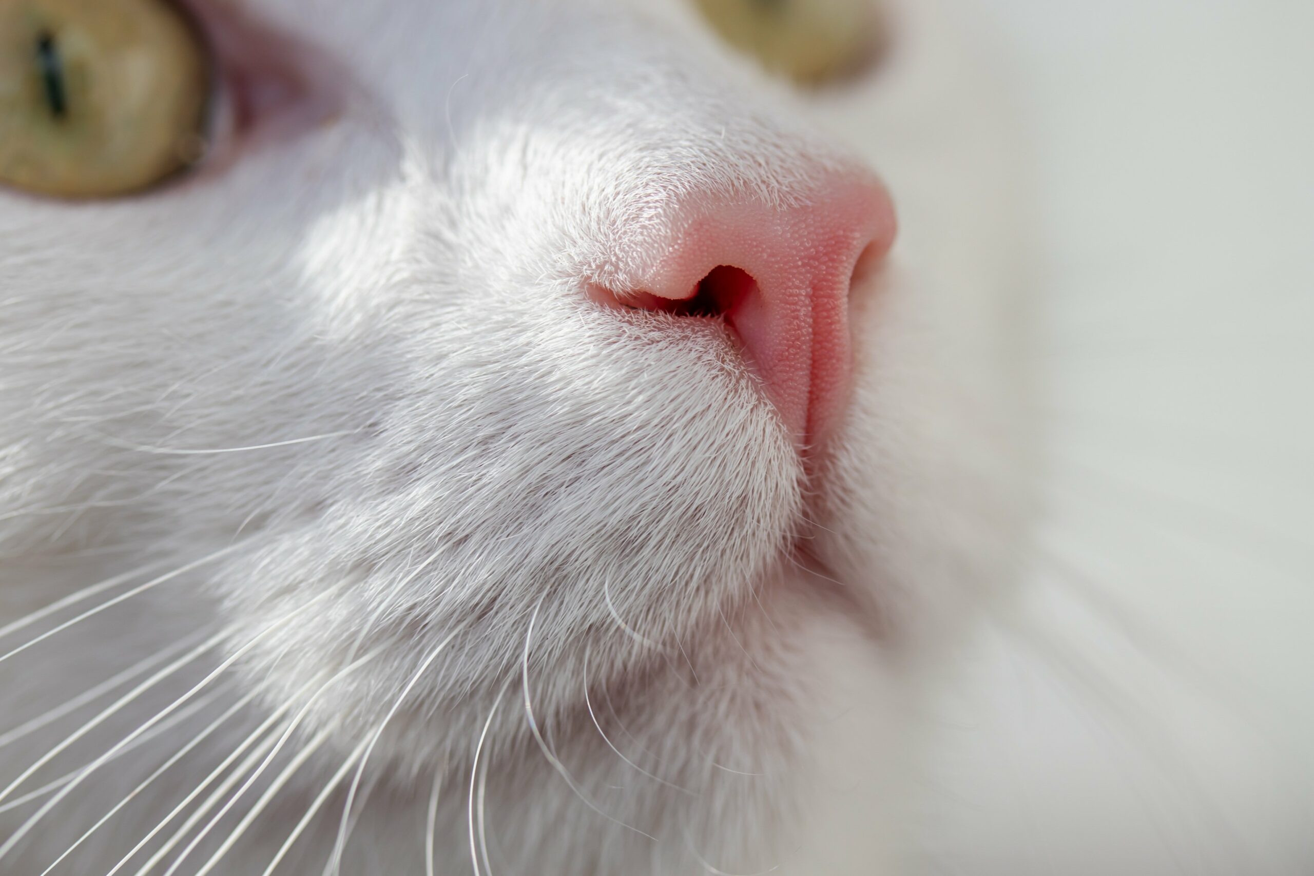 Psy Cat Comportementaliste Félin Nice Monaco Alpes Maritimes