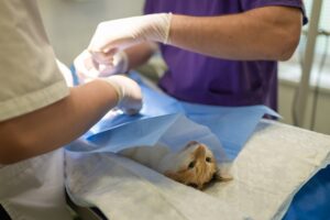 Psy Cat Comportementaliste Félin Nice Monaco Alpes Maritimes Stérilisation