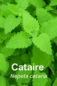 Psy Cat Comportementaliste Félin Nice Monaco Alpes Maritimes Var Cataire