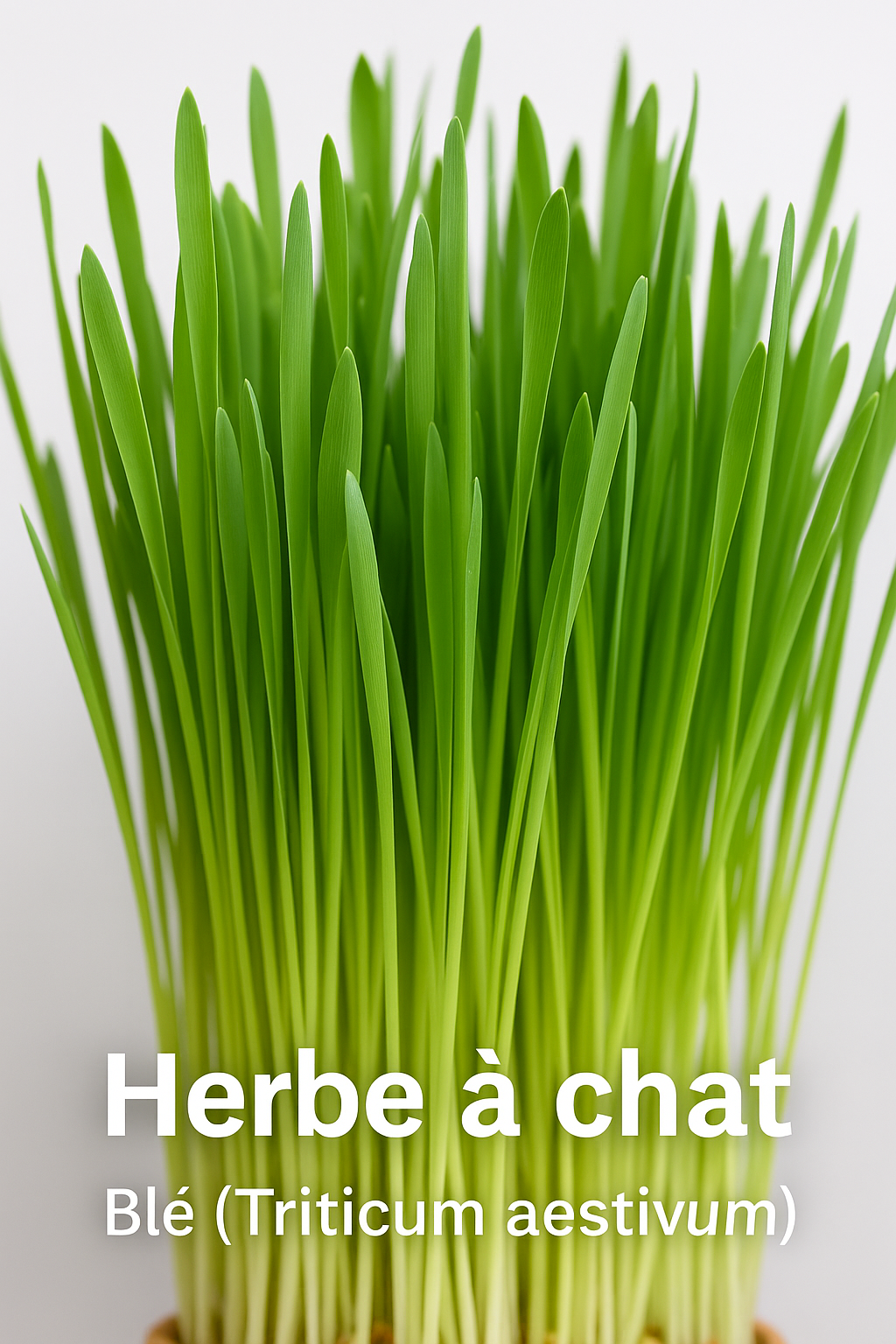 Herbe à Chat Bio - Orge - Grand Modèle - Pour Chats D'Appartement - 2