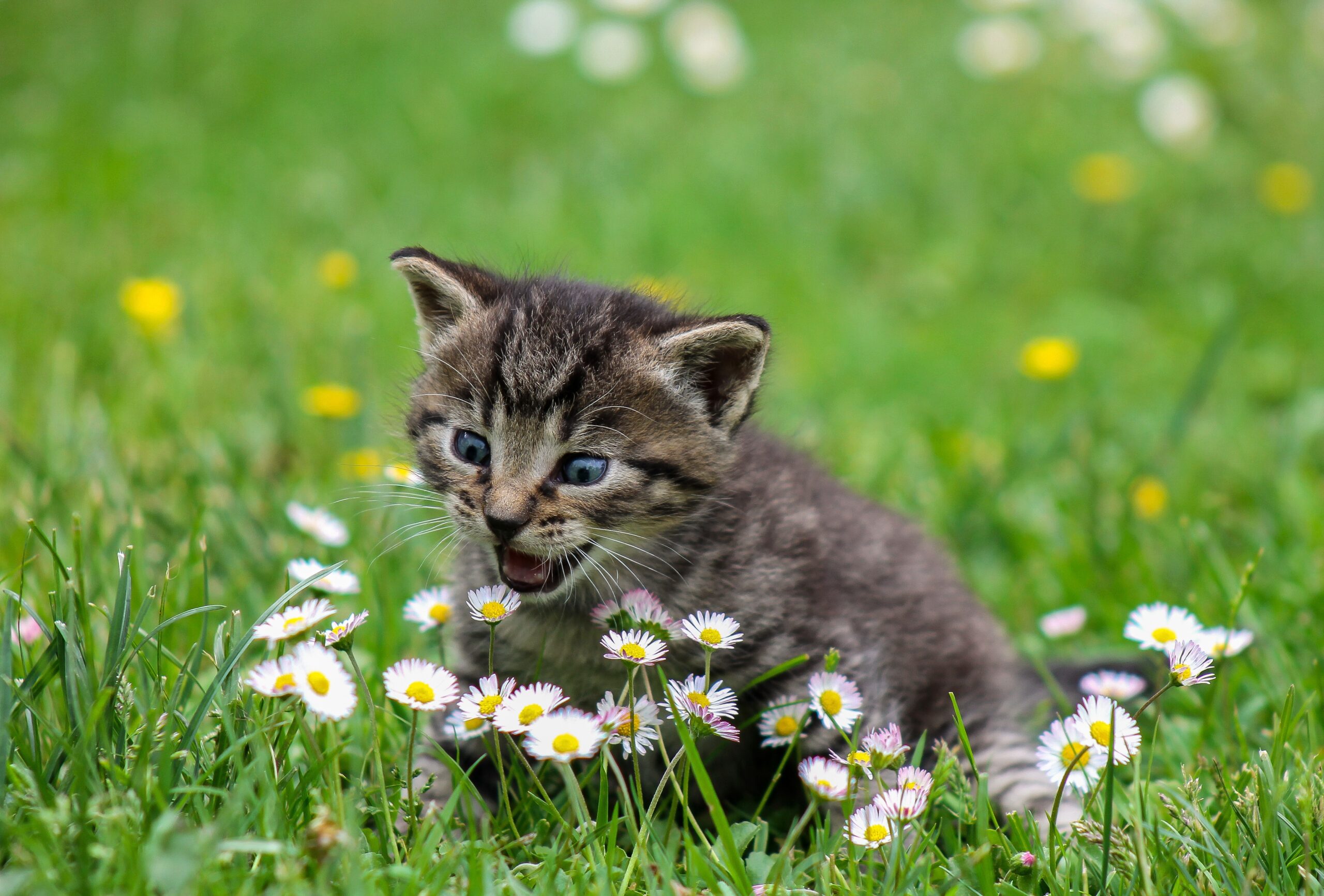 Psy Cat Comportementaliste Félin Nice Monaco Alpes Maritimes Var Chaton dans l'herbe
