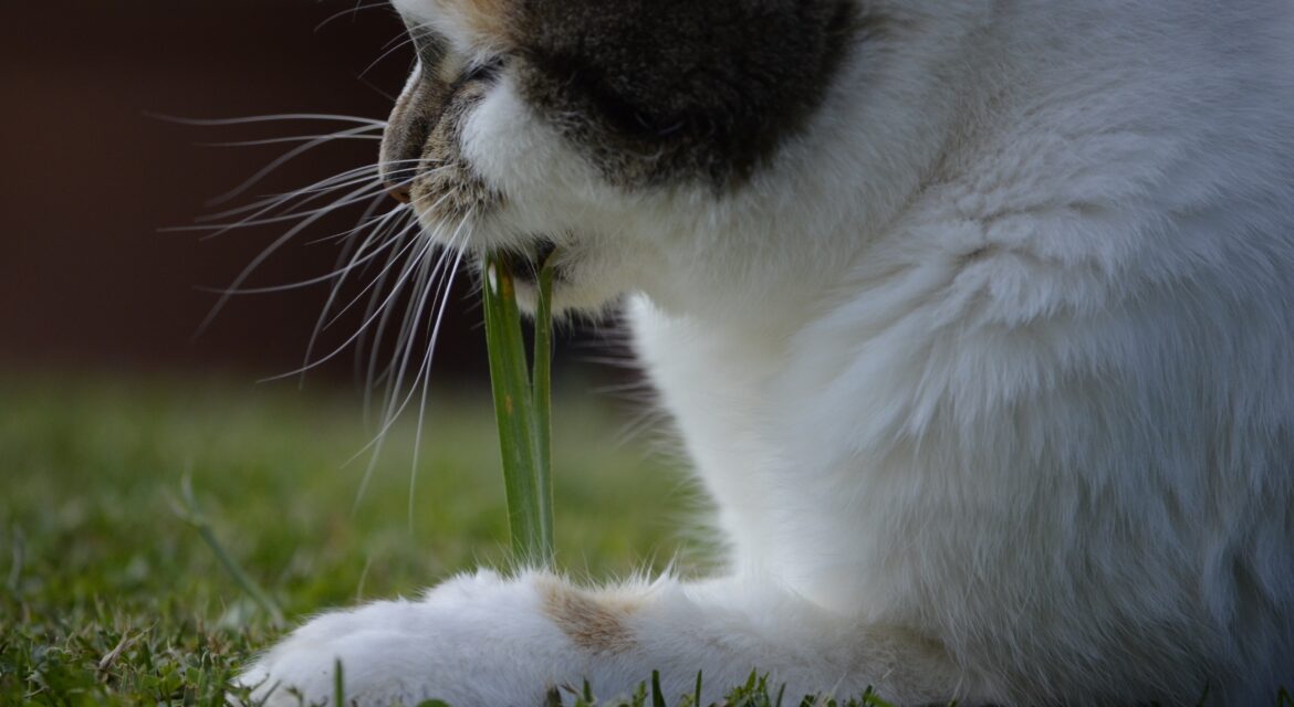Psy Cat Comportementaliste Félin Nice Monaco Alpes Maritimes Var herbe à chat