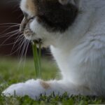 Psy Cat Comportementaliste Félin Nice Monaco Alpes Maritimes Var herbe à chat