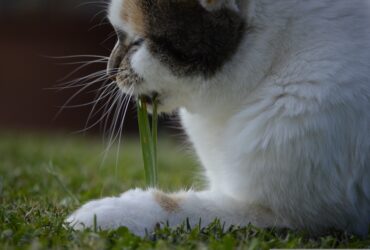 Psy Cat Comportementaliste Félin Nice Monaco Alpes Maritimes Var herbe à chat